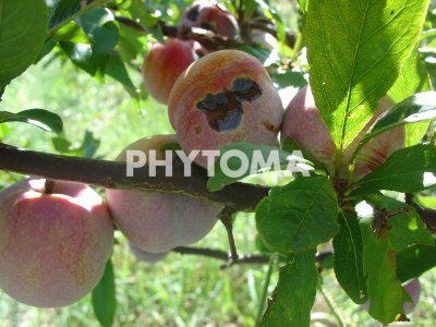 Xanthomonas arborícola pv. pruni